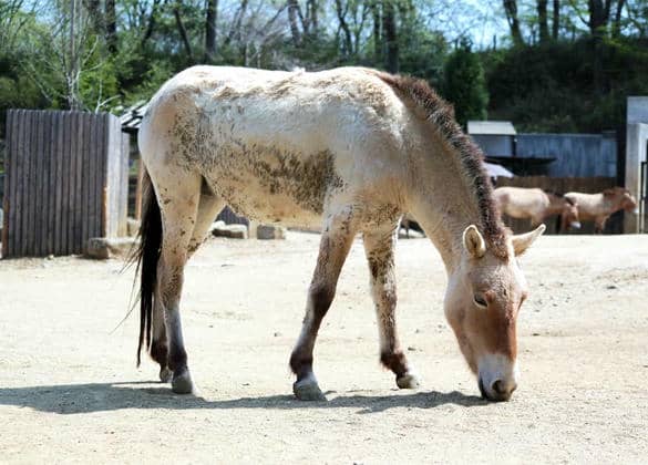 動物図鑑・モウコノウマ